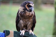 Malaienkauz (Strix leptogrammica) in der Greifvogelstation & Wildfreigehege Hellenthal