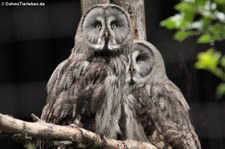 Bartkäuze (Strix nebulosa lapponica), Greifvogelstation & Wildfreigehege Hellenthal