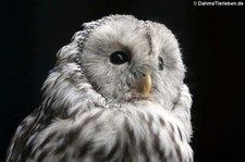 Habichtskauz (Strix uralensis), Greifvogelstation & Wildfreigehege Hellenthal