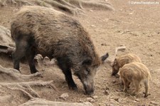 Wildschweine (Sus scrofa scrofa) im Wildfreigehege Hellenthal