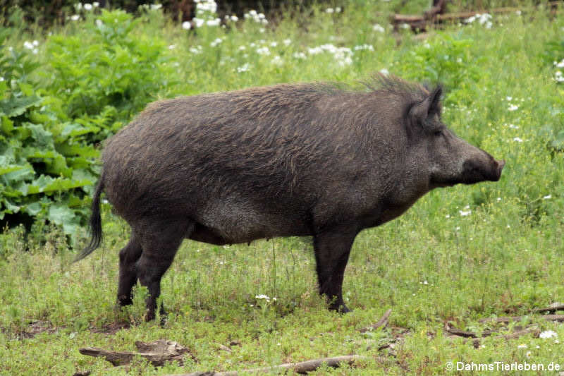 Mitteleuropäisches Wildschwein (Sus scrofa scrofa)