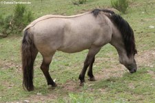 Heckpferd, Greifvogelstation & Wildfreigehege Hellenthal