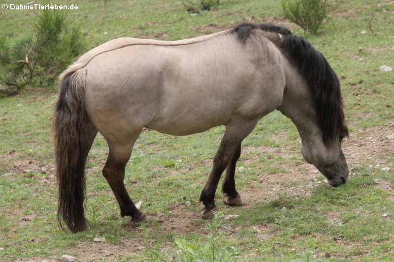 Tarpan (Equus ferus f. caballus)