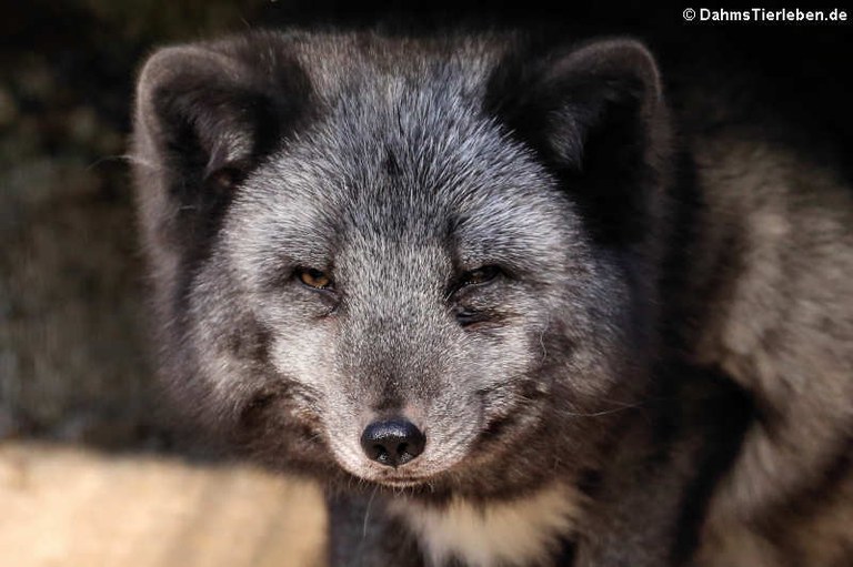 Vulpes lagopus