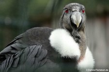 Andenkondor (Vultur gryphus), Greifvogelstation & Wildfreigehege Hellenthal