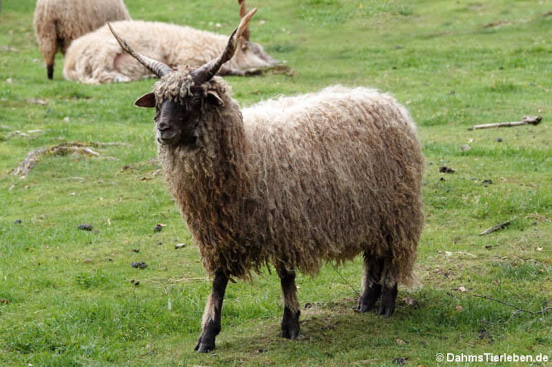 Zackelschaf Zackelschaf-4
