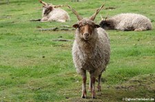 Zackelschaf, Greifvogelstation & Wildfreigehege Hellenthal