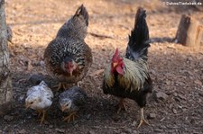 Chabos oder Japanische Zwerghühner, Greifvogelstation & Wildfreigehege Hellenthal