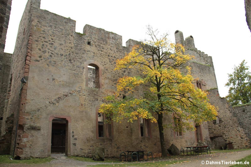 Saalbau der Kasselburg