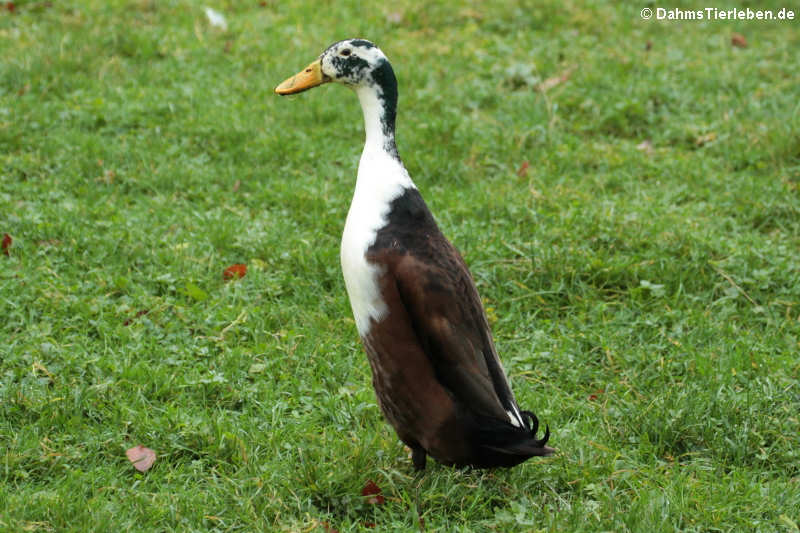 Anas platyrhynchos domestica