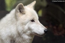 Polarwolf (Canis lupus arctos) im Adler- und Wolfspark Kasselburg