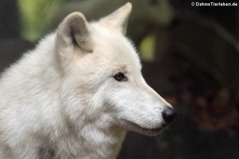 Canis lupus arctos