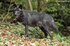 Westlicher Timberwolf (Canis lupus occidentalis) im Adler- und Wolfspark Kasselburg
