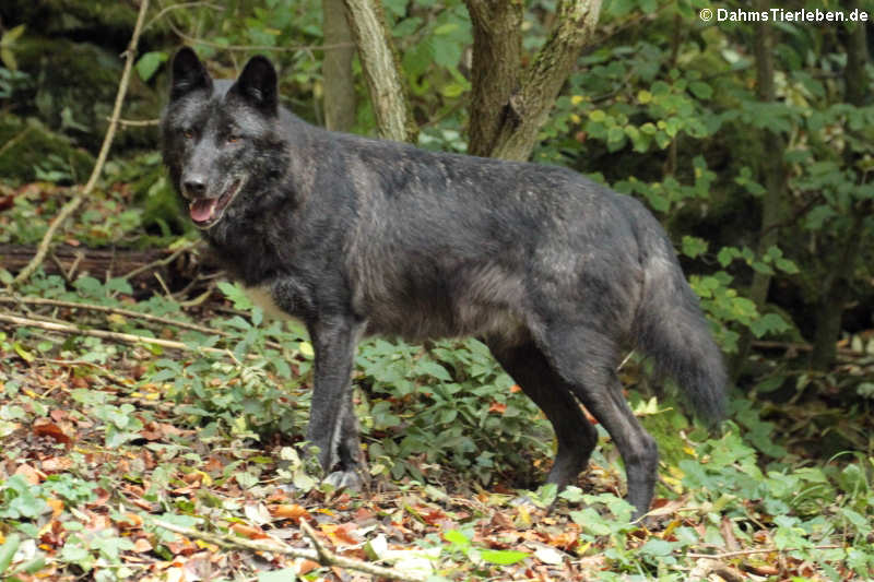 Canis lupus occidentalis