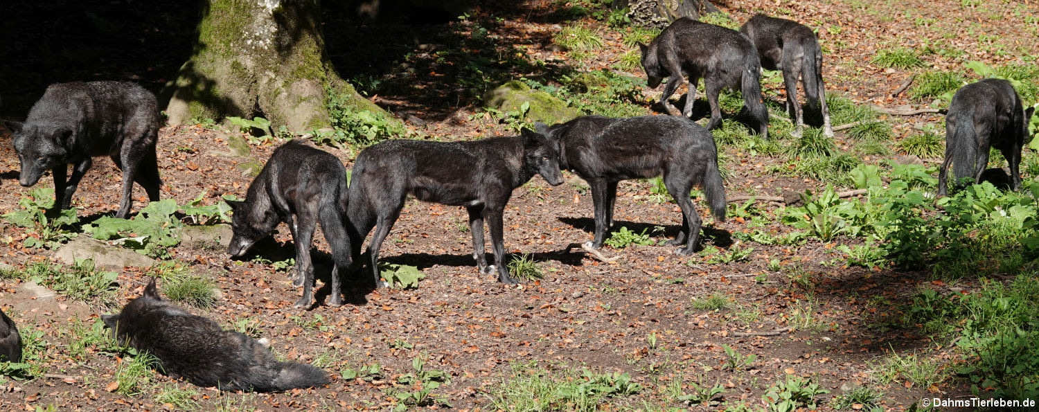 Westliche Timberwölfe (Canis lupus occidentalis)