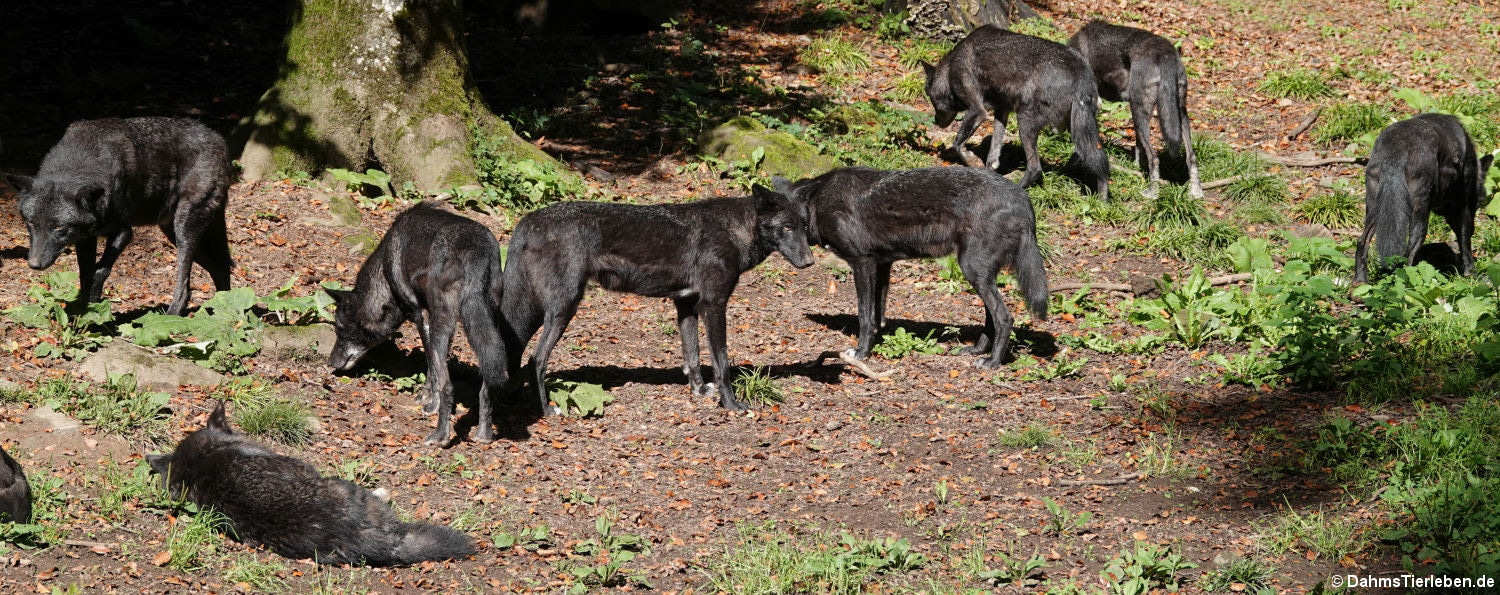 Canis lupus occidentalis