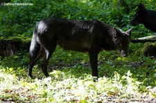 Westlicher Timberwolf  (Canis lupus occidentalis) im Adler- und Wolfspark Kasselburg