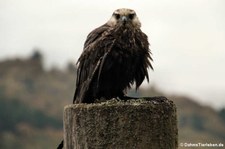 Laggarfalke (Falco jugger) im Adler- und Wolfspark Kasselburg