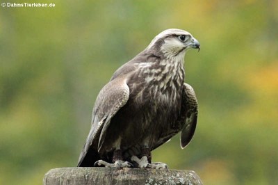 Laggarfalke (Falco jugger)