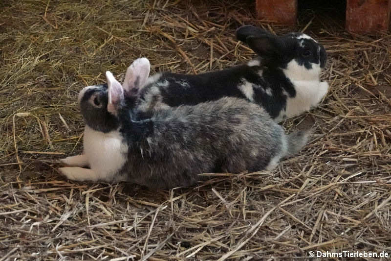 Oryctolagus cuniculus f. domestica