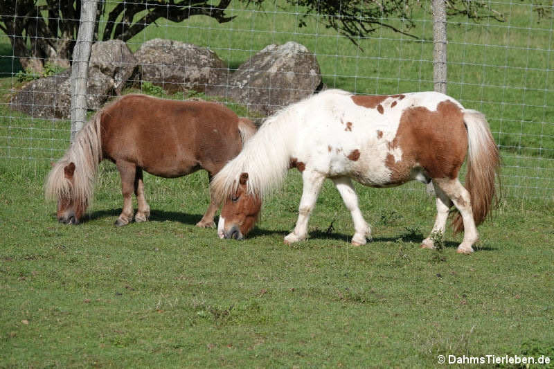 Shetlandponys (Equus ferus f. caballus)