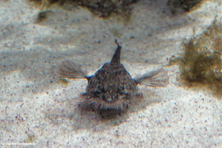 Agonus cataphractus