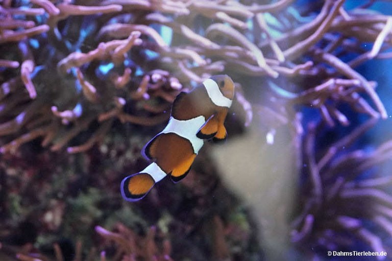 Amphiprion ocellaris