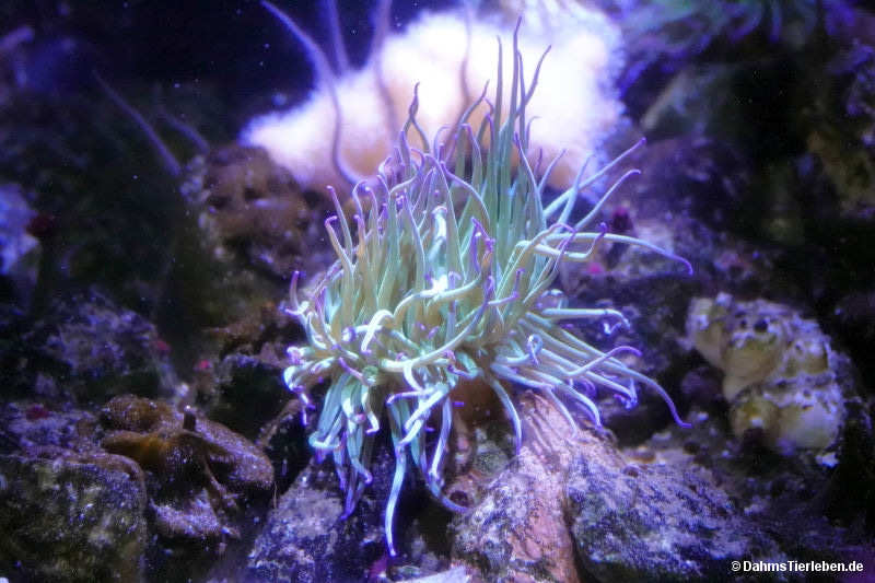 Anemonia sulcata