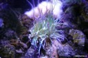 Anemonia sulcata