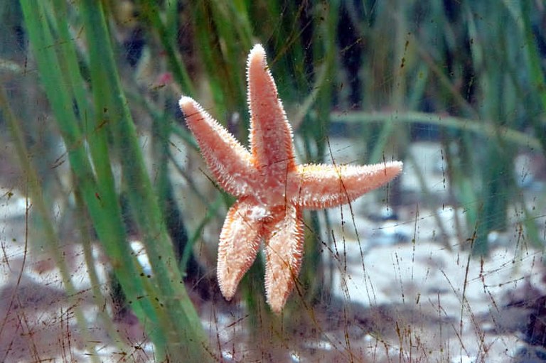 Asterias rubens