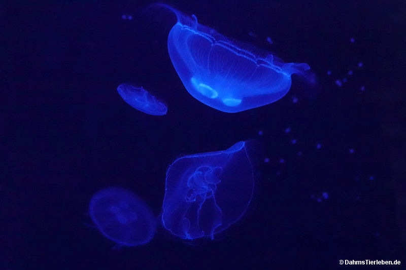 Aurelia aurita