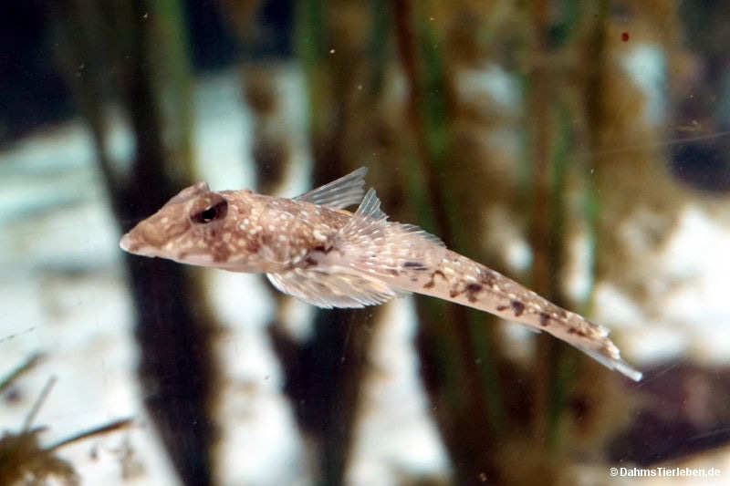 Europäischer Leierfisch Callionymus lyra-3