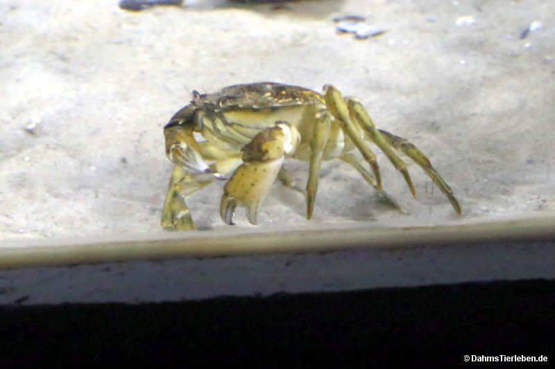 Carcinus aestuarii