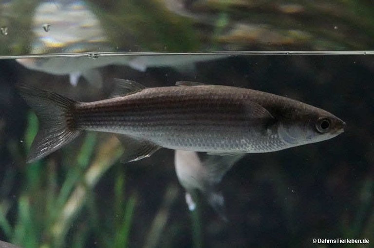 Chelon labrosus