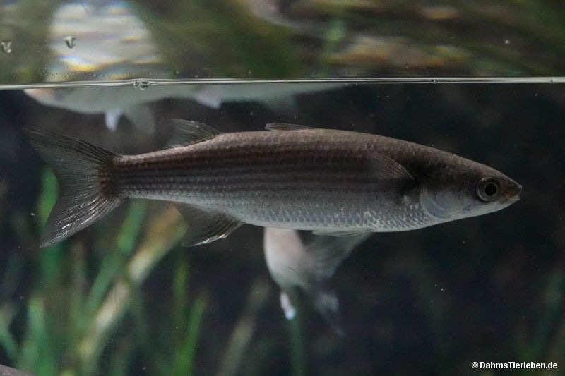 Chelon labrosus