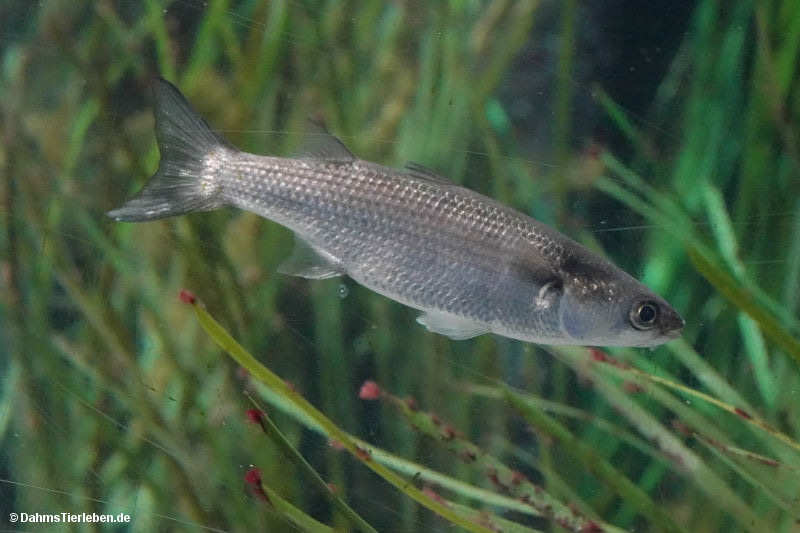 Chelon labrosus