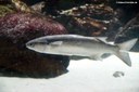 Chelon labrosus