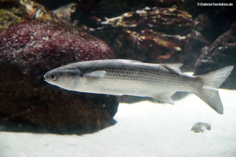 Chelon labrosus