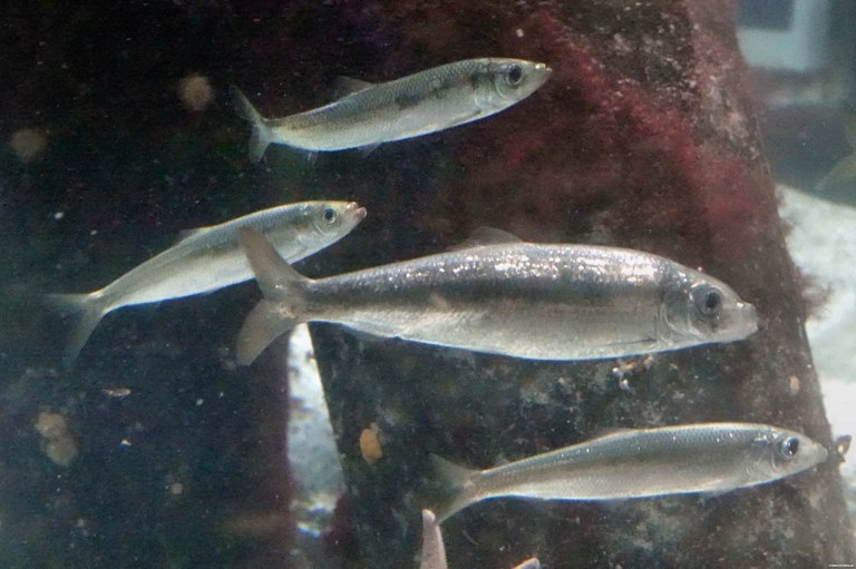 Clupea harengus