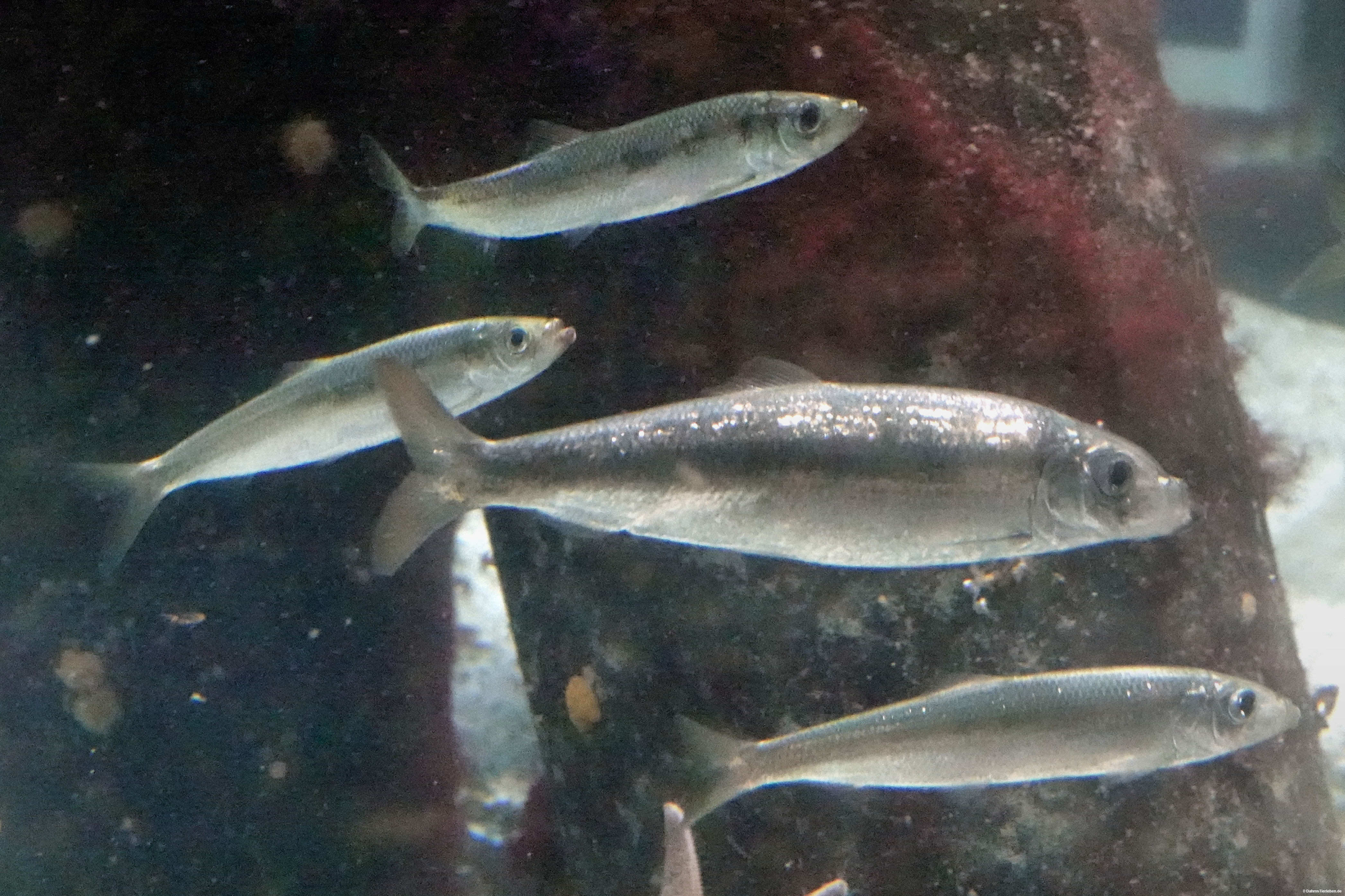 Clupea harengus