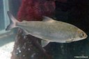 Coregonus maraena