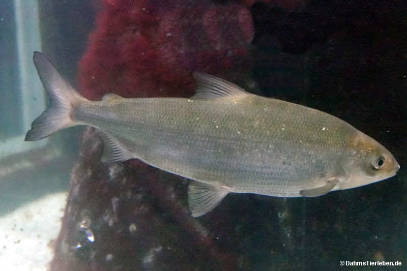 Ostseeschnäpel Coregonus maraena-3