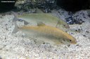Coregonus maraena