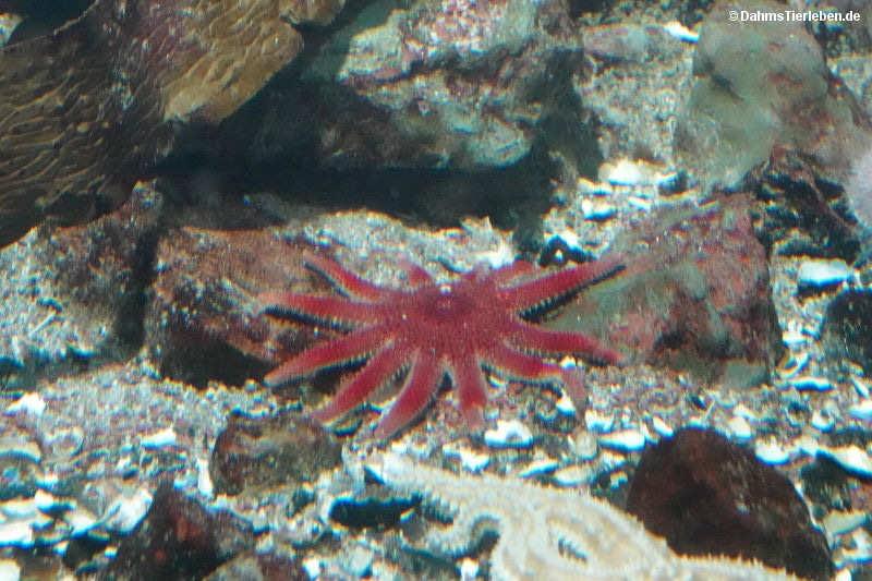 Crossaster papposus
