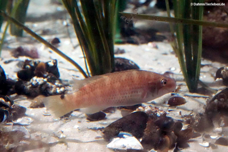 Ctenolabrus rupestris-1