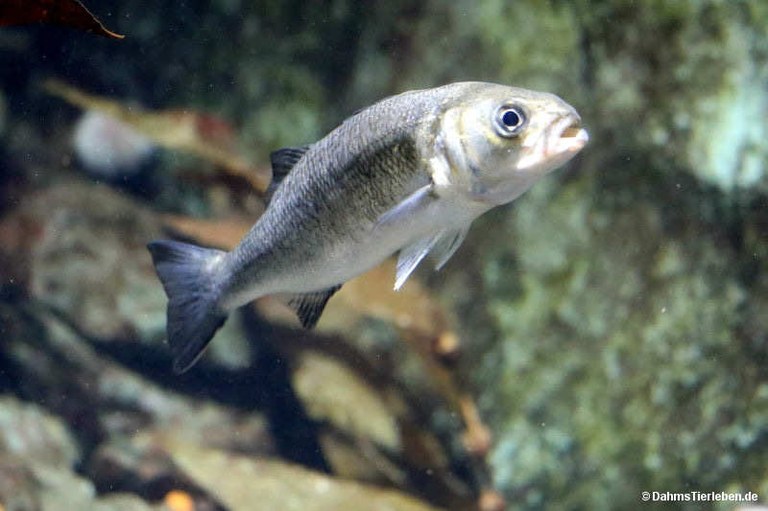 dicentrarchus-labrax-2.jpg