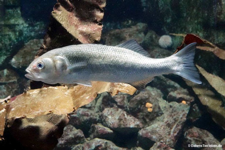 dicentrarchus-labrax.jpg