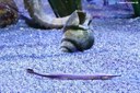 Doryrhamphus excisus