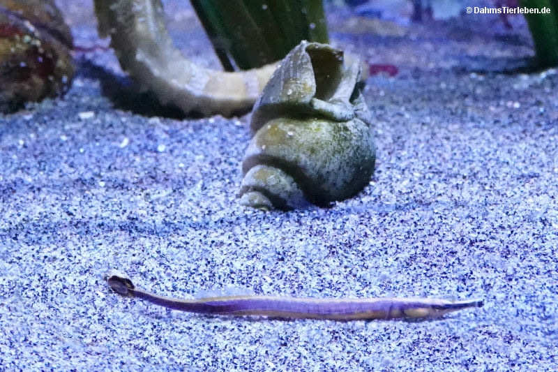 Blaustreifen-Seenadel Doryrhamphus excisus-1