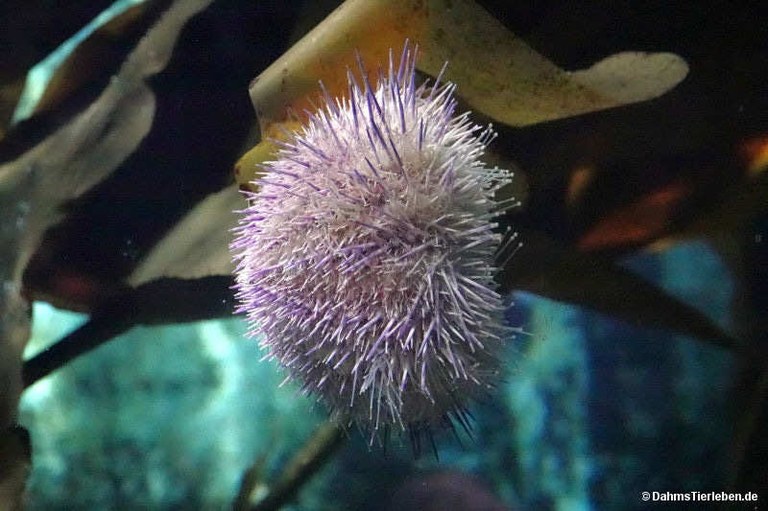 Echinus esculentus